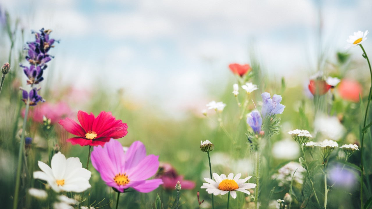 Close-up of pink and white flowers on a green branch with a blurred natural background